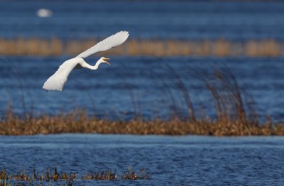 Great White Egret