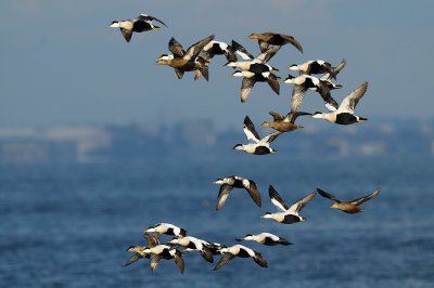 Common Eider