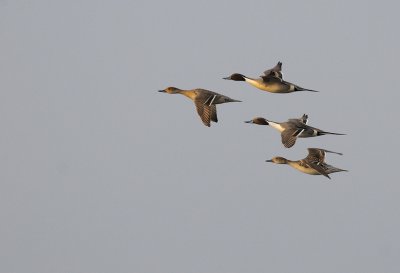 Pintails