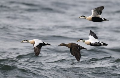 Common Eider