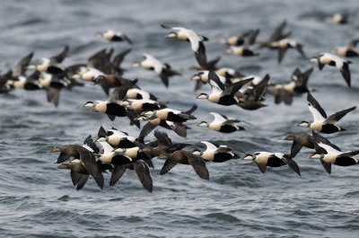 Common Eider