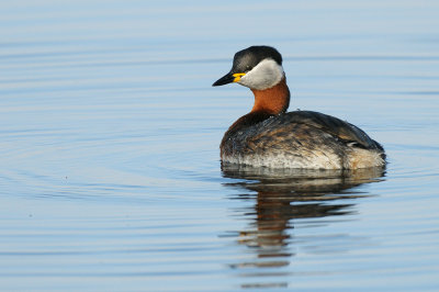 Grhakedopping - Red-necked Grebe