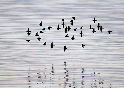 European Starling