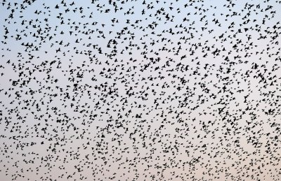 European Starling