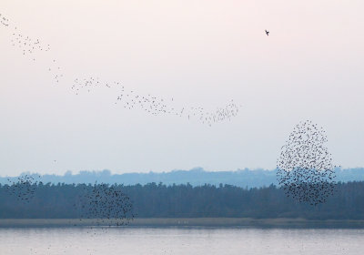 European Starling & Peregrine Falcon