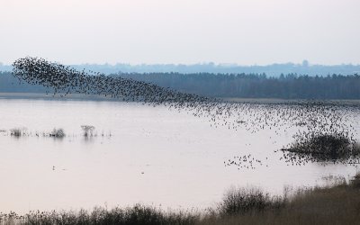 European Starling