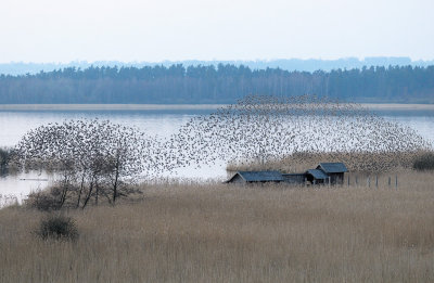 European Starling