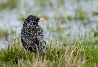 European Starling