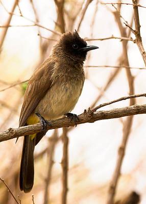 Dark Capped Bulbul