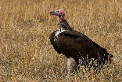 Nubian Vulture