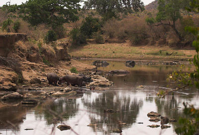Hippos wallowing