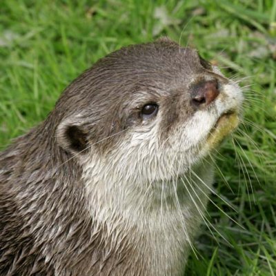 Otter