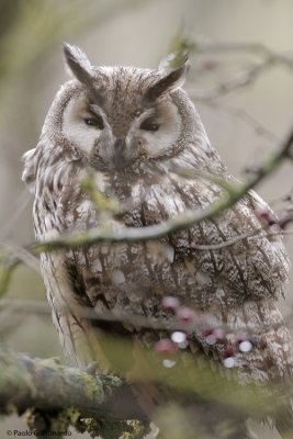 Gufo comune (Long-eared owl)_7701.jpg