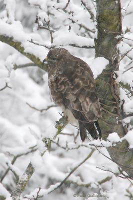 Poiana (Buzzard)_0151.jpg