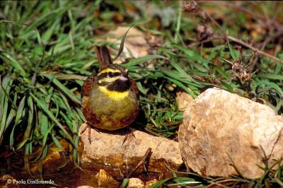 Zigolo nero (Cirl Bunting).jpg