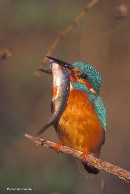 Martin pescatore (Kingfisher)-3a.jpg