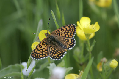 Farfalle (Butterfly)
