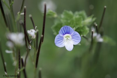 Veronica-persica-tris_001.jpg