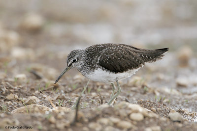 Piro Piro Culbianco ( Green Sandpiper)_051.jpg