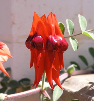 Pa096044.jpg