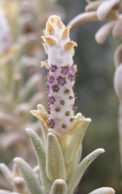 Pa055600.jpg