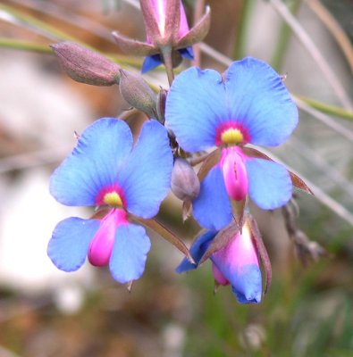 Pa261050.jpg