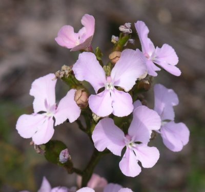 Pb091816.jpg