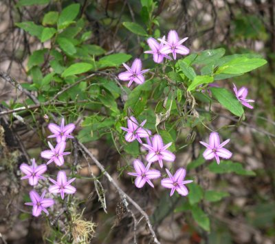 Pb111897.jpg