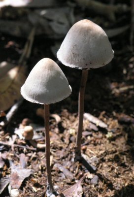 Pb230343.jpg