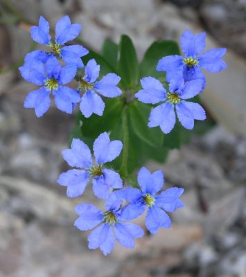 Pb270505.jpg