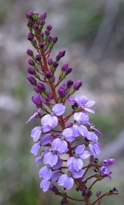 Pb270550.jpg