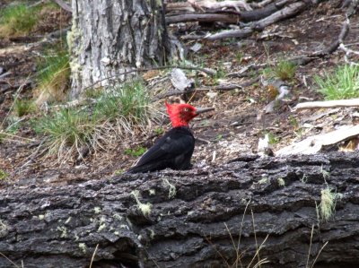 Birds of Patagonia