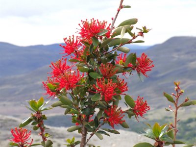 Flora of Patagonia