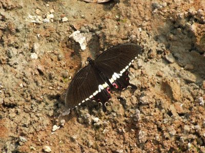 Dscf4252.jpg