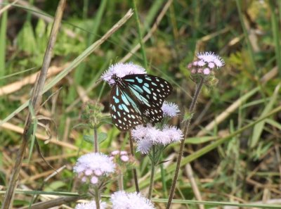 Dscf4253.jpg