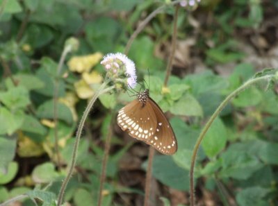 Dscf4257.jpg