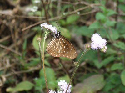 Dscf4259.jpg