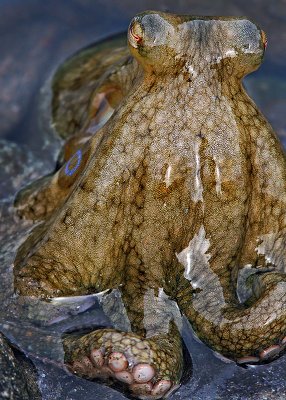 Two-spotted octopus