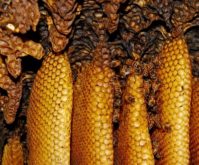 Beehive Detail