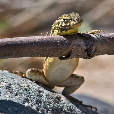 Side-Blotched Lizard