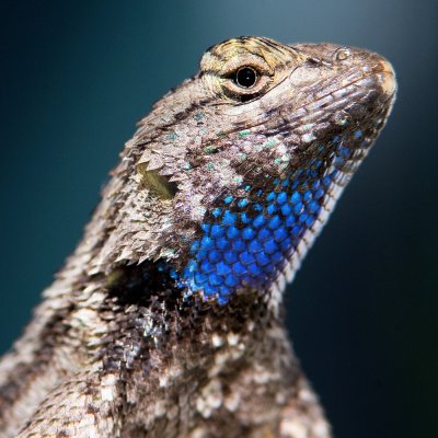 Sceloporus occidentalis