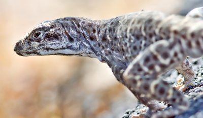 Long-nosed Leopard Lizard