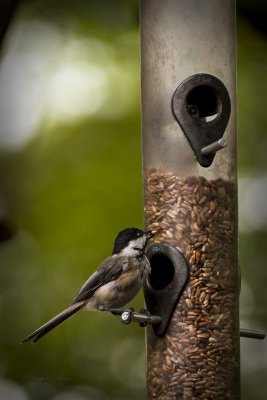 044 Backyard Wildlife 290709 r.jpg