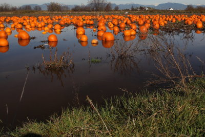 flooded pumpkin field