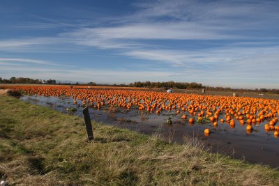 Colours of Fall