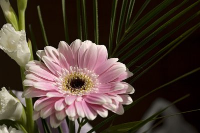 Foliage & Flowers