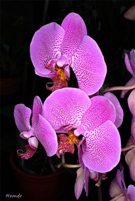 Phalaenopsis Dimension ® (Sion)