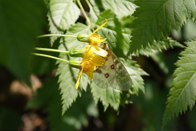 _MG_1267.JPG