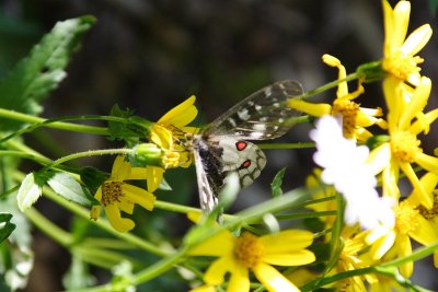_MG_1268.JPG