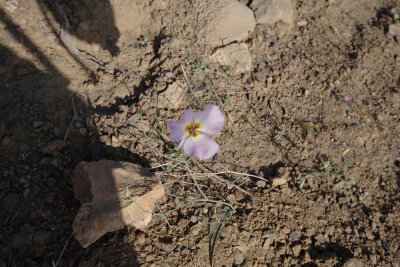 _MG_2530.JPG